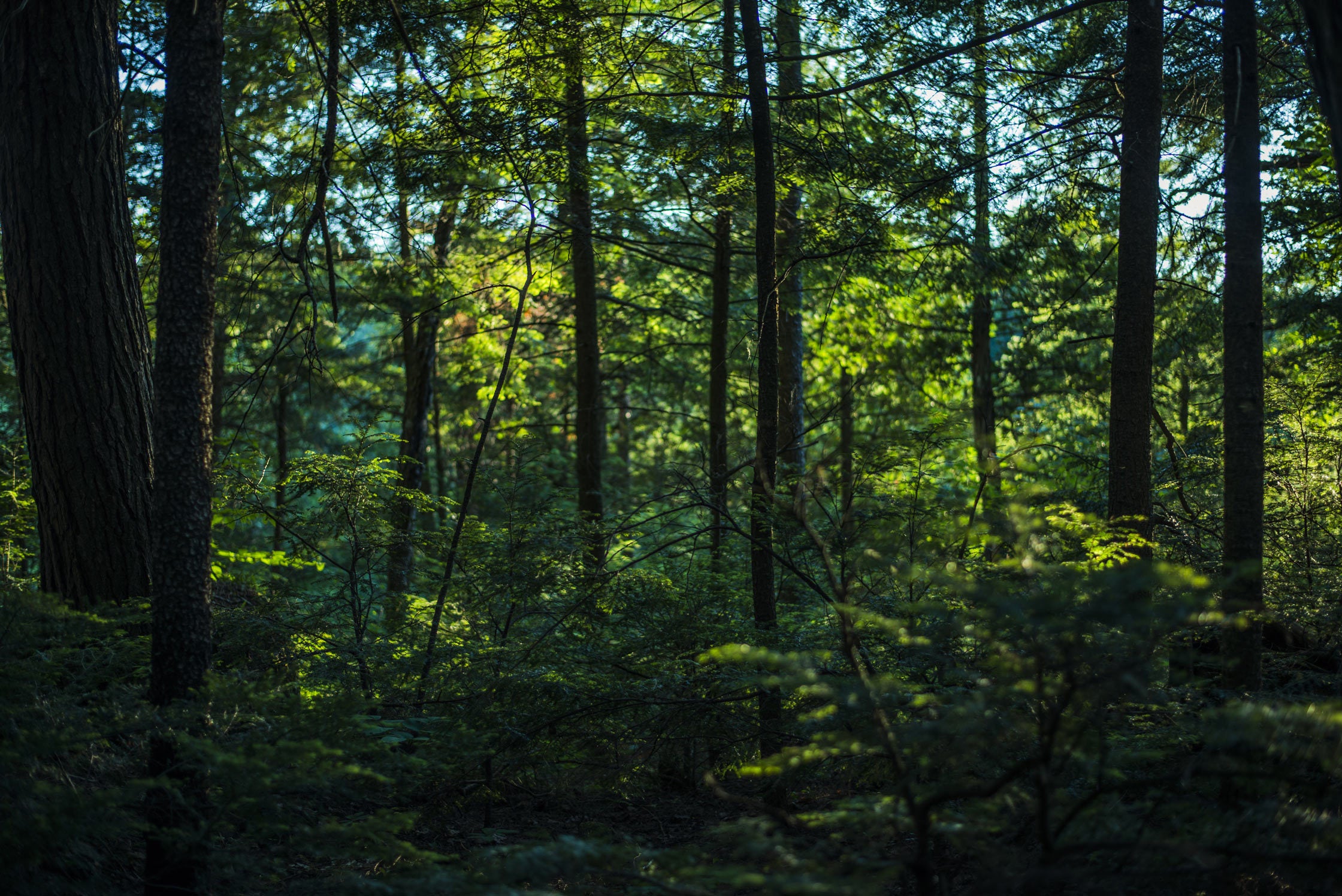 thick-lush-green-forest.jpg